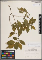 Foto von Salix caprea L. x Salix silesiaca Willd.